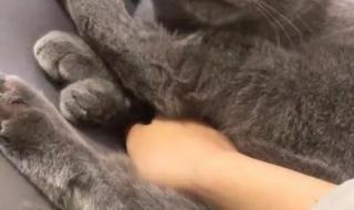 猫舔人是什么意思 猫咪舔主人的手